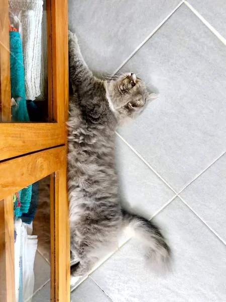 Pisică Leneşă Gri Stă Spate Doarme Deschide Gura Scoate Limba — Fotografie, imagine de stoc