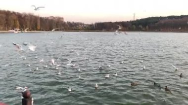 Central Park 'taki gölde bir martı sürüsü.