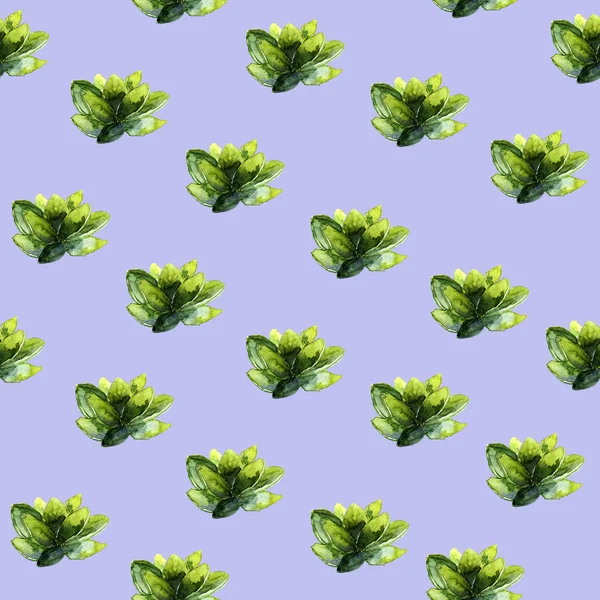 Pattern of decorative succulents on a colored background — Stock Photo, Image