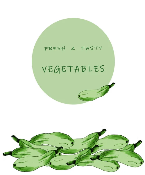 Set frischer biologischer Zucchini. Handgezeichnete Grafik Gemüse auf weißem Hintergrund mit Text. — Stockfoto