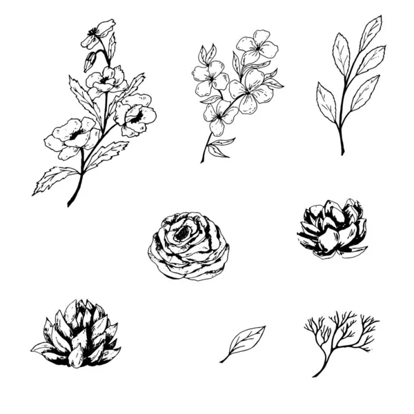 Eine Reihe von Blumen und Blättern. Grafische Umrisse illustrieren ein Hintergrundset für die Gestaltung des Logos. — Stockfoto