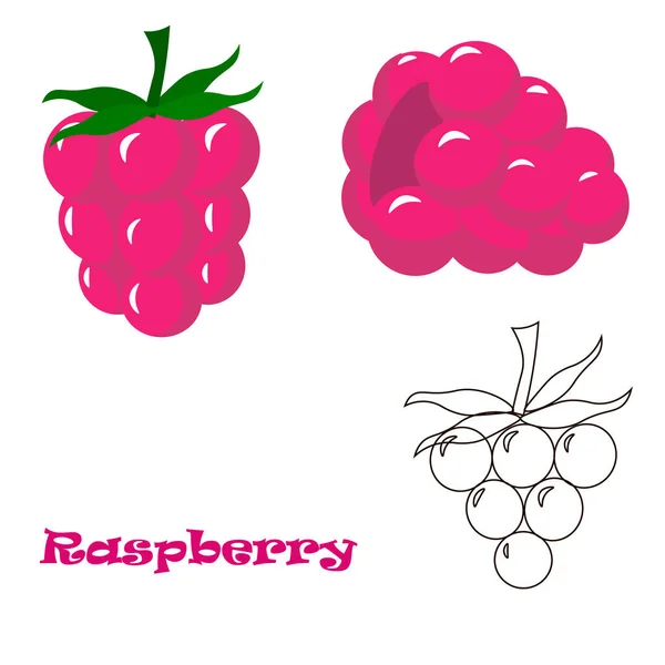 Set of pink raspberry on white backdrop. Vector icon design. Organic fruit. Summer background. — Stock Vector