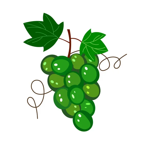 Gröna druvor. Naturlig fruktikon. illustration på vit bakgrund — Stockfoto