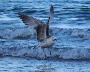 uçan martı ve deniz