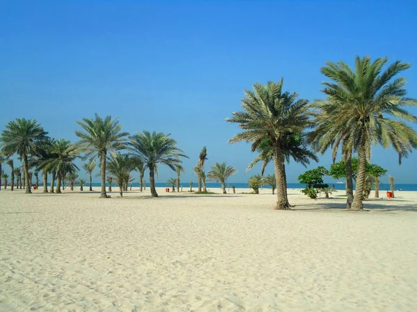 沙子和棕榈滩在沙迦 — 图库照片
