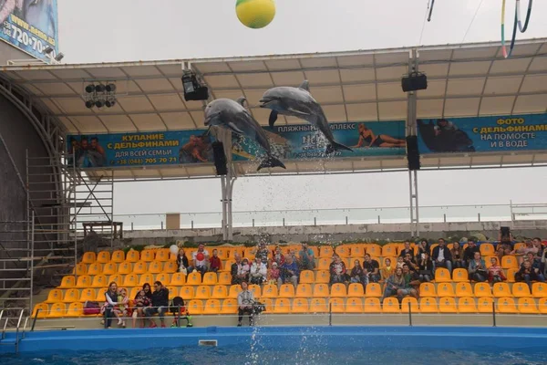 Delfinarium w Odessa Ukraina Delfiny są skoki — Zdjęcie stockowe