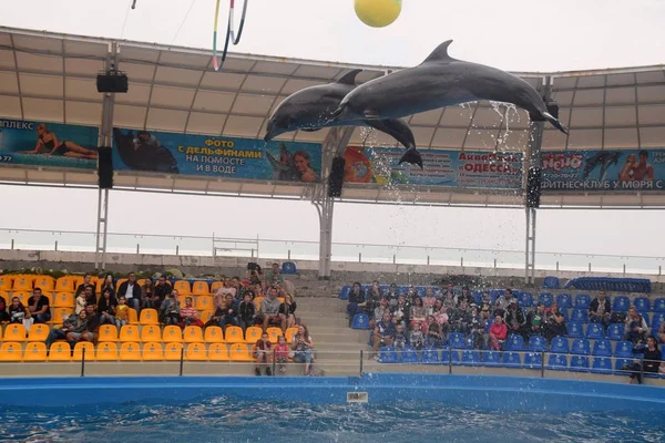 Dolphinarium em Odessa Ucrânia Os golfinhos estão pulando — Fotografia de Stock