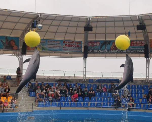 在敖德萨乌克兰海豚海豚正在跳 图库照片