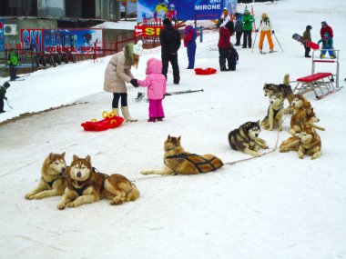 Kayak Merkezi Pamporovo Dağları'nda karda takımda Husky köpek