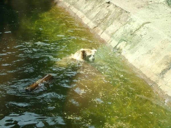 Urso está nadando na lagoa no zoológico de Kiev — Fotografia de Stock