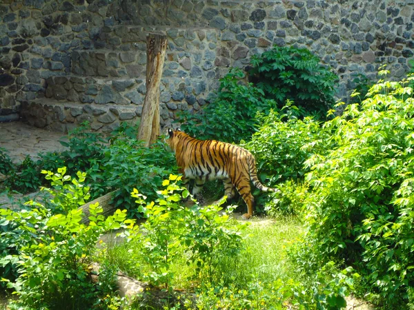 Belo tigre em Kiev Zoo — Fotografia de Stock