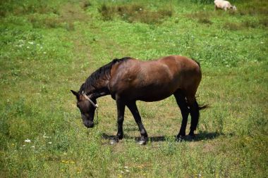 at alanında çim yeme