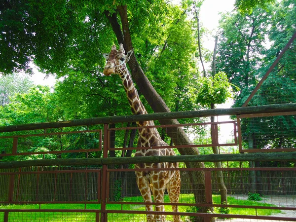 Zsiráf a ketrecbe, Kiev Zoo — Stock Fotó