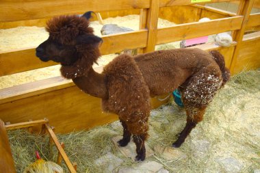 güzel hayvan Lama Hayvanat Bahçesi / Haziran 2017, Odessa, Ukrayna, Hayvanat Bahçesi