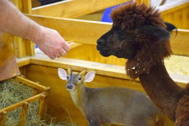 Lama Hayvanat Bahçesi / Haziran 2017, Odessa, Ukrayna, Hayvanat Bahçesi Evcil