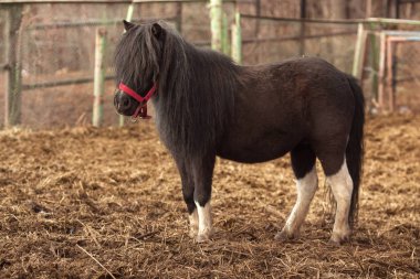 sokakta güzel kahverengi at dışarıda gün batımında