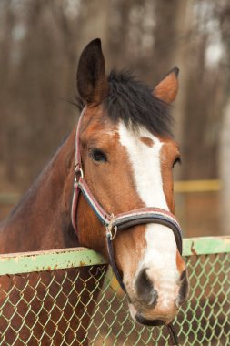sokakta güzel kahverengi at dışarıda gün batımında