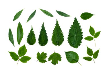 beyaz arkaplanda yeşil yapraklar izole.