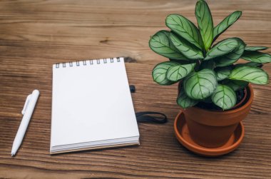 Ofis Resepsiyon Masa üstü görünümü. Boş sayfaları ile not etmek kopya alanı ve yeşil bitki ağaç ahşap tablo.