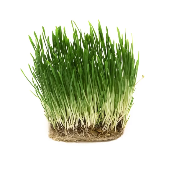 Groen Gras Met Vuil Zaden Geïsoleerd Een Witte Achtergrond Haver — Stockfoto
