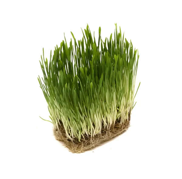 Groen Gras Met Vuil Zaden Geïsoleerd Een Witte Achtergrond Haver — Stockfoto
