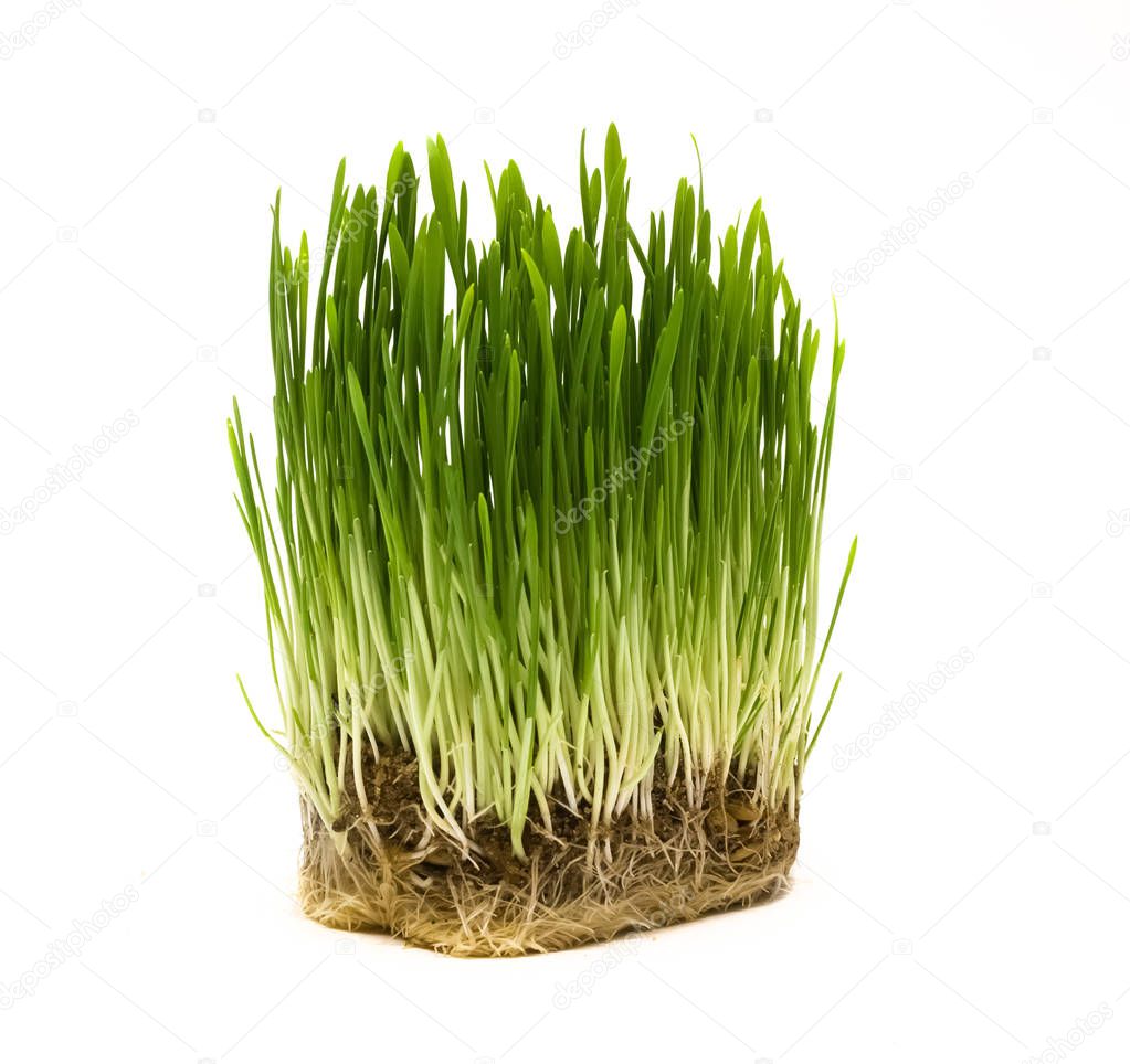 Green grass with dirt and seeds isolated on white background. Oat sprouts.