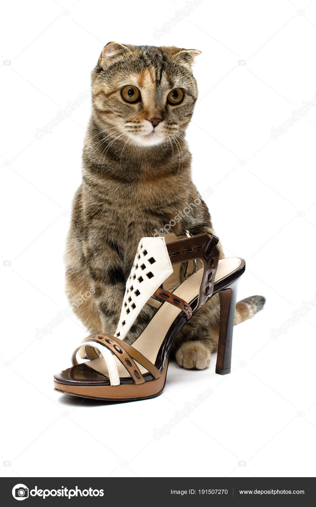 Chaussures Chat Talons Hauts Isolees Sur Fond Blanc Image Libre De Droit Par Ndefender C Chaussures Chat Talons Hauts Isolees Sur Fond Blanc Image Libre De Droit Par Ndefender C