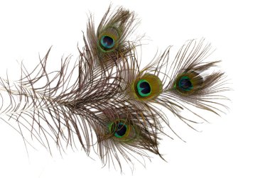 tavuskuşu tüyü beyazda yalıtılmış.