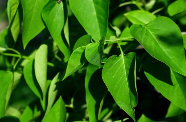 Ağaç dalları üzerinde yeşil yaprakları.