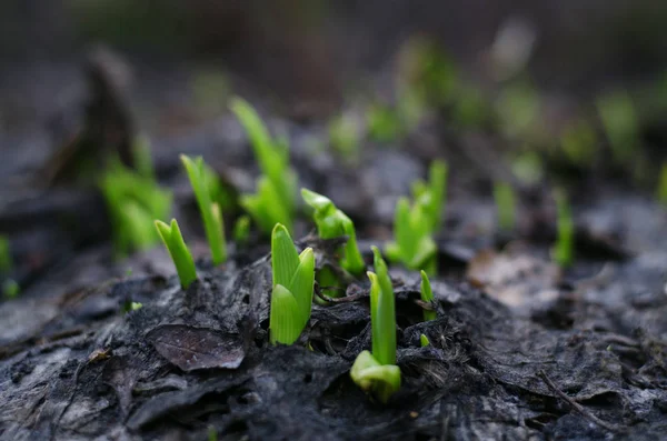 Fiori Verdi Germogli Terra Asciutta Concetto Fondo Primavera — Foto Stock