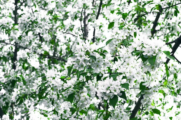 Witte Bloemen Takken Van Bloeiende Appelboom — Stockfoto