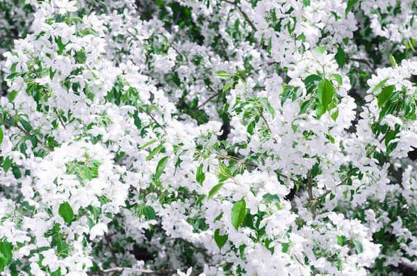 Vita Blommor Grenar Blommande Äppelträd — Stockfoto