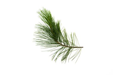 Köknar ağacı dalları beyaz arka plan üzerinde izole. Noel çam ağacı dalları dekorasyon.