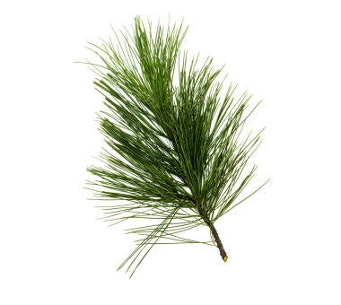 Köknar ağacı dalları beyaz arka plan üzerinde izole. Noel çam ağacı dalları dekorasyon.