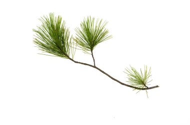 Köknar ağacı dalları beyaz arka plan üzerinde izole. Noel çam ağacı dalları dekorasyon.