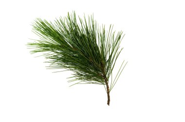 Köknar ağacı dalları beyaz arka plan üzerinde izole. Noel çam ağacı dalları dekorasyon.