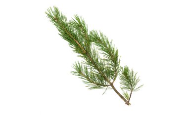 Köknar ağacı dalları beyaz arka plan üzerinde izole. Noel çam ağacı dalları dekorasyon.