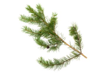 Köknar ağacı dalları beyaz arka plan üzerinde izole. Noel çam ağacı dalları dekorasyon.