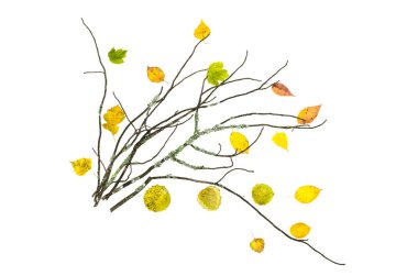 Beyaz arka plan üzerinde izole düşen yapraklar ile yosunlu ağaç dalı kuru. Dekorasyon.