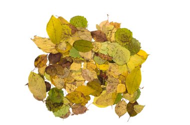 Beyaz arka plan üzerinde izole düşen yapraklar. Beyaz arka plan üzerinde izole sonbahar yaprakları dekorasyon öğe yığını.