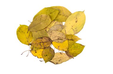 Beyaz arka plan üzerinde izole düşen yapraklar. Beyaz arka plan üzerinde izole sonbahar yaprakları dekorasyon öğe yığını.