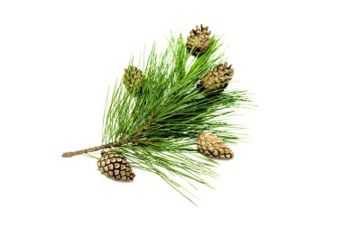 Köknar ağacı dalları beyaz arka plan üzerinde izole koniler ile. Noel çam ağacı dalları dekorasyon izole.