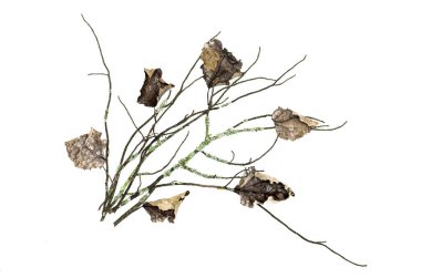 Beyaz arka plan üzerinde izole düşen yapraklar ile yosunlu ağaç dalı kuru. Dekorasyon.