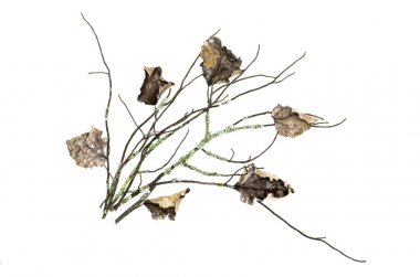 Beyaz arka plan üzerinde izole düşen yapraklar ile yosunlu ağaç dalı kuru. Dekorasyon.