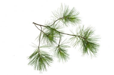 Köknar ağacı dalları beyaz arka plan üzerinde izole. Noel çam ağacı dalları dekorasyon.