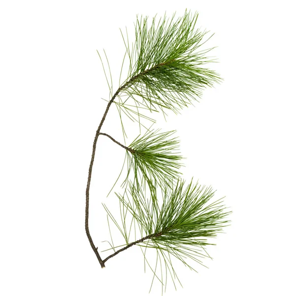 Tannenzweige Isoliert Auf Weißem Hintergrund Weihnachten Tannenbaum Zweige Dekoration — Stockfoto