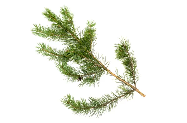 白い背景に分離されたモミの木の枝 クリスマス パイン ツリーの枝装飾 — ストック写真