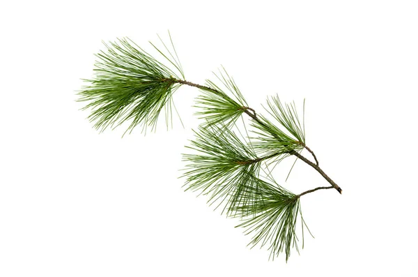 Fir Tree Branches Isolated White Background Christmas Pine Tree Branches Royalty Free Stock Photos