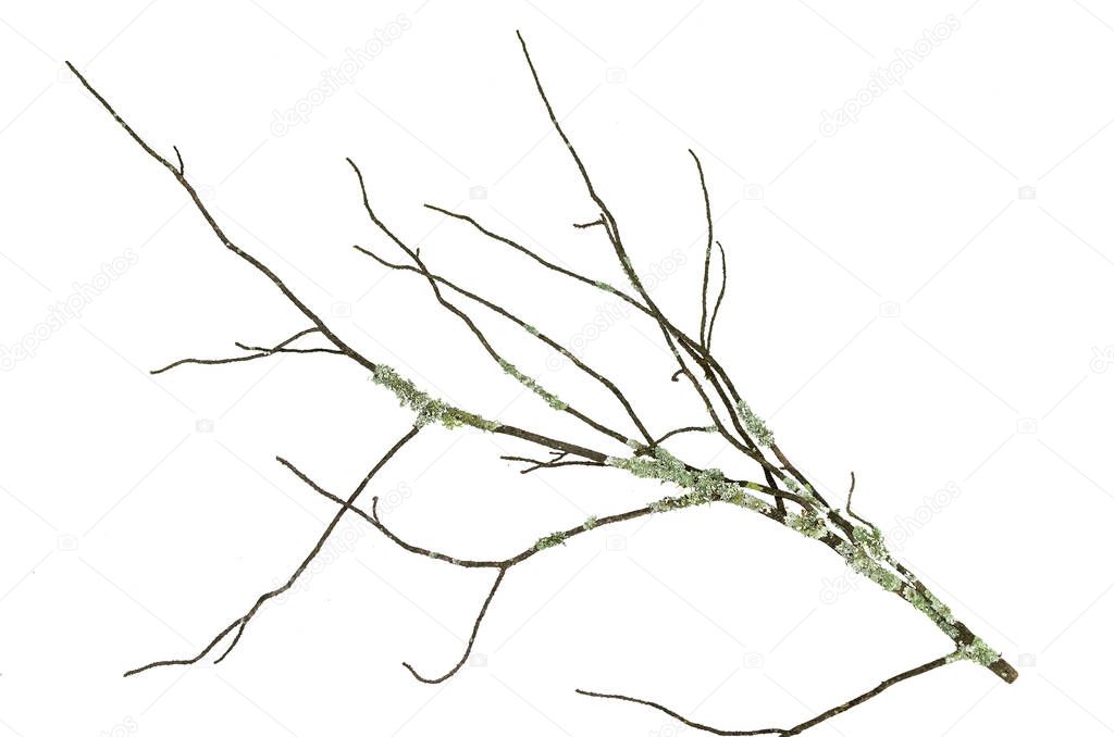 Dry mossy branch of fir tree isolated on white background. Decoration.