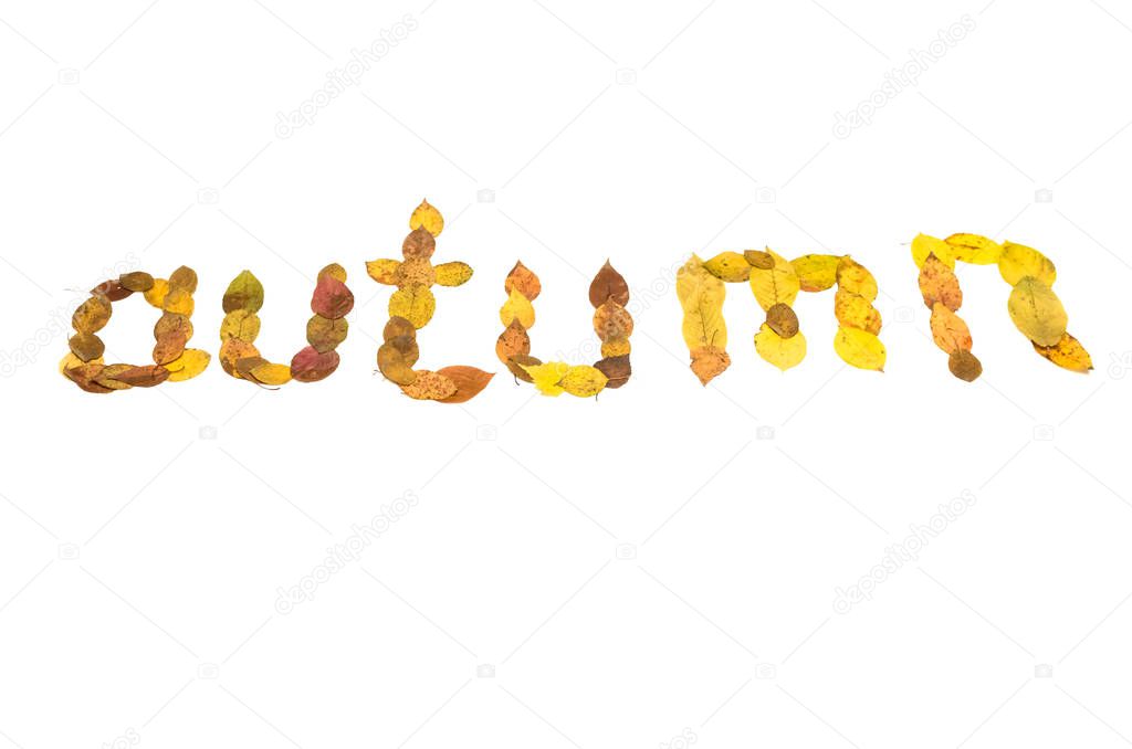 Autumn text inscription made of fallen leaves isolated on white background. Foliage isolated.